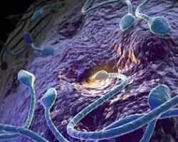 اهدای-گامت-(اسپرم-یا-تخمک)