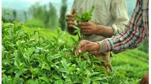 تصویب-نامه-در-خصوص-تعیین-قیمت-خرید-تضمینی-برگ-سبز-چای-در-سال-زراعی-1393-1392
