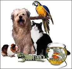 مسئولیت-ناشی-از-نگهداری-حیوانات-در-قالب-قانون-مجازات-اسلامی-بررسی-شد